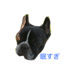 bull ~bull ~dog（個別スタンプ：5）