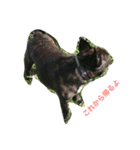 bull ~bull ~dog（個別スタンプ：6）