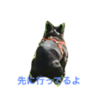 bull ~bull ~dog（個別スタンプ：7）