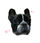 bull ~bull ~dog（個別スタンプ：8）