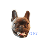 bull ~bull ~dog（個別スタンプ：9）