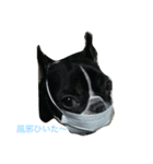 bull ~bull ~dog（個別スタンプ：10）