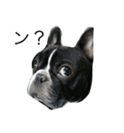 bull ~bull ~dog（個別スタンプ：13）