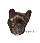 bull ~bull ~dog（個別スタンプ：14）