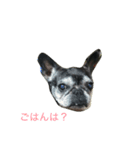 bull ~bull ~dog（個別スタンプ：15）