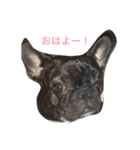 bull ~bull ~dog（個別スタンプ：16）