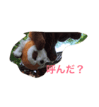 レッサーパンダのヤンヤン1（個別スタンプ：4）