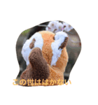 レッサーパンダのヤンヤン1（個別スタンプ：7）