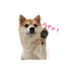 豆柴 ちょこの日々（個別スタンプ：2）