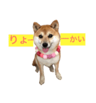豆柴 ちょこの日々（個別スタンプ：9）
