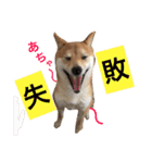 豆柴 ちょこの日々（個別スタンプ：10）
