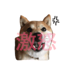 豆柴 ちょこの日々（個別スタンプ：13）