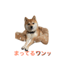 豆柴 ちょこの日々（個別スタンプ：15）