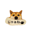 豆柴 ちょこの日々（個別スタンプ：16）