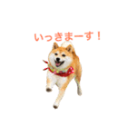 豆柴 ちょこの日々（個別スタンプ：19）