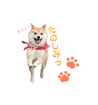 豆柴 ちょこの日々（個別スタンプ：20）