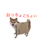 豆柴 ちょこの日々（個別スタンプ：22）