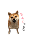 豆柴 ちょこの日々（個別スタンプ：24）