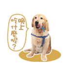 Five dogs a cat's daily（個別スタンプ：8）