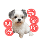 Five dogs a cat's daily（個別スタンプ：11）