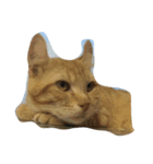 ちゃとら猫可愛い大和（個別スタンプ：1）