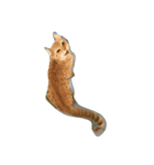 ちゃとら猫可愛い大和（個別スタンプ：3）