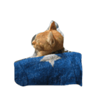 ちゃとら猫可愛い大和（個別スタンプ：8）