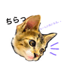 にゃんのいる生活（個別スタンプ：3）