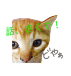 にゃんのいる生活（個別スタンプ：4）