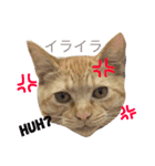 にゃんのいる生活（個別スタンプ：5）