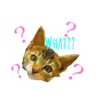 にゃんのいる生活（個別スタンプ：8）