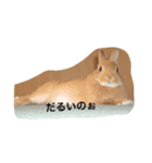 ウサウサ公（個別スタンプ：1）