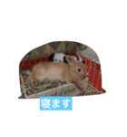 ウサウサ公（個別スタンプ：3）