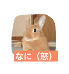 ウサウサ公（個別スタンプ：5）