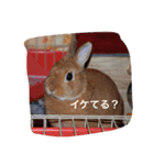 ウサウサ公（個別スタンプ：8）
