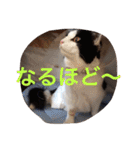 ぼんちゃん！！（個別スタンプ：14）