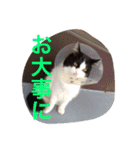 ぼんちゃん！！（個別スタンプ：15）