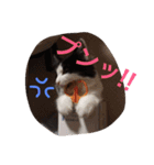 ぼんちゃん！！（個別スタンプ：16）