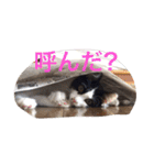 ぼんちゃん！！（個別スタンプ：17）