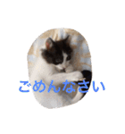 ぼんちゃん！！（個別スタンプ：19）