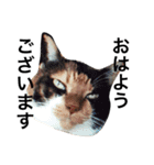 三毛猫きらちゃん（個別スタンプ：1）