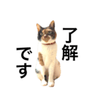 三毛猫きらちゃん（個別スタンプ：3）