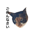 三毛猫きらちゃん（個別スタンプ：6）