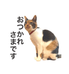 三毛猫きらちゃん（個別スタンプ：7）