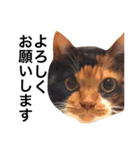 三毛猫きらちゃん（個別スタンプ：8）
