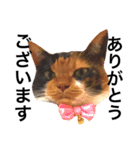 三毛猫きらちゃん（個別スタンプ：9）