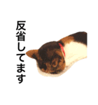 三毛猫きらちゃん（個別スタンプ：10）