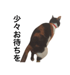 三毛猫きらちゃん（個別スタンプ：11）