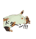 三毛猫きらちゃん（個別スタンプ：13）
