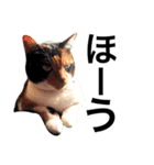 三毛猫きらちゃん（個別スタンプ：18）